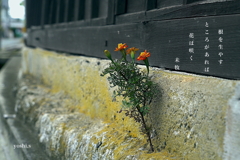 写真句:生きる 写真句:生きる