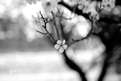 写真句：梅の香13：梅が枝７：B&W