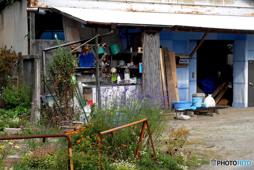 Nostalgic Town Walk13：花のあるキッチン