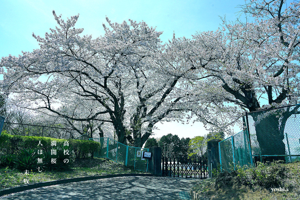 写真句：写真エッセイ：高校の桜１NTW515