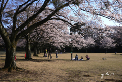 写真句：さくら公園すっ飛び行脚４