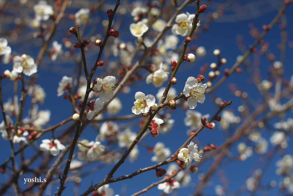 写真歌：絢爛の好文花