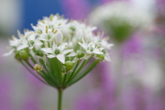 韮の花その３：では、ニラの花束をもう一本