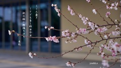 写真歌：秋桜
