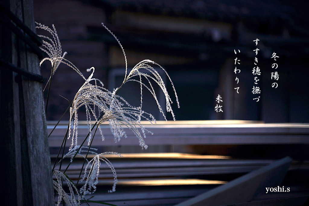 写真句：すすき穂