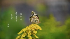 写真句：秋の野に蝶２