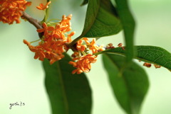 写真エッセイ：黄金の花の香り