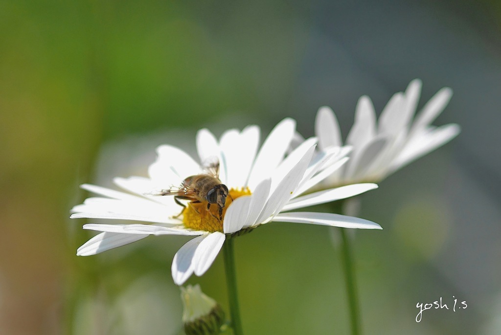 写真掌編：草花たちのプレリュード６：フランス菊