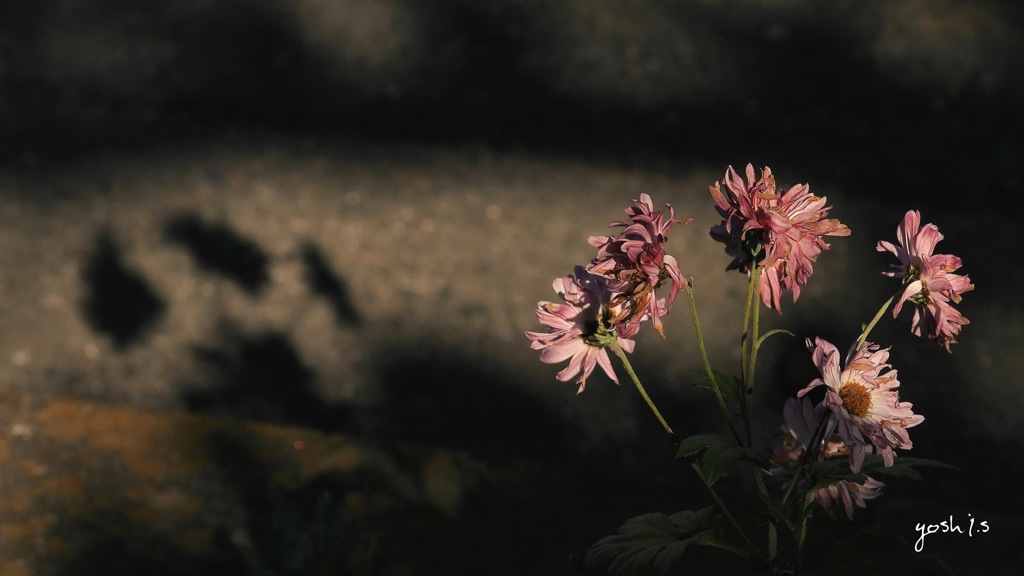 写真歌 写真句 滅びゆく影 By Yoshi S Id 10015764 写真共有サイト Photohito