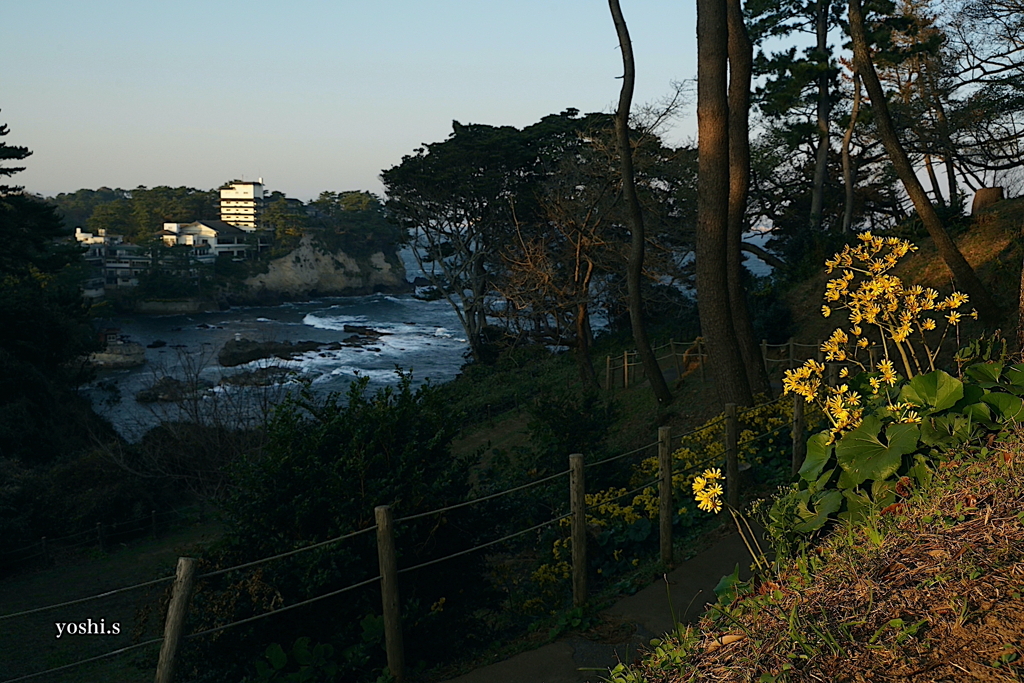 写真エッセイ：五浦２：石蕗（つわぶき）