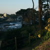 写真エッセイ：五浦２：石蕗（つわぶき）