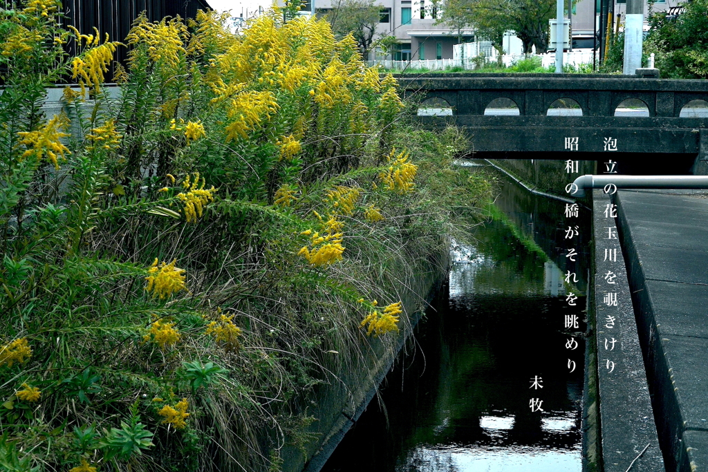 写真歌：泡立草と玉川２