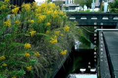 写真歌:泡立草と玉川2 写真歌:泡立草と玉川2