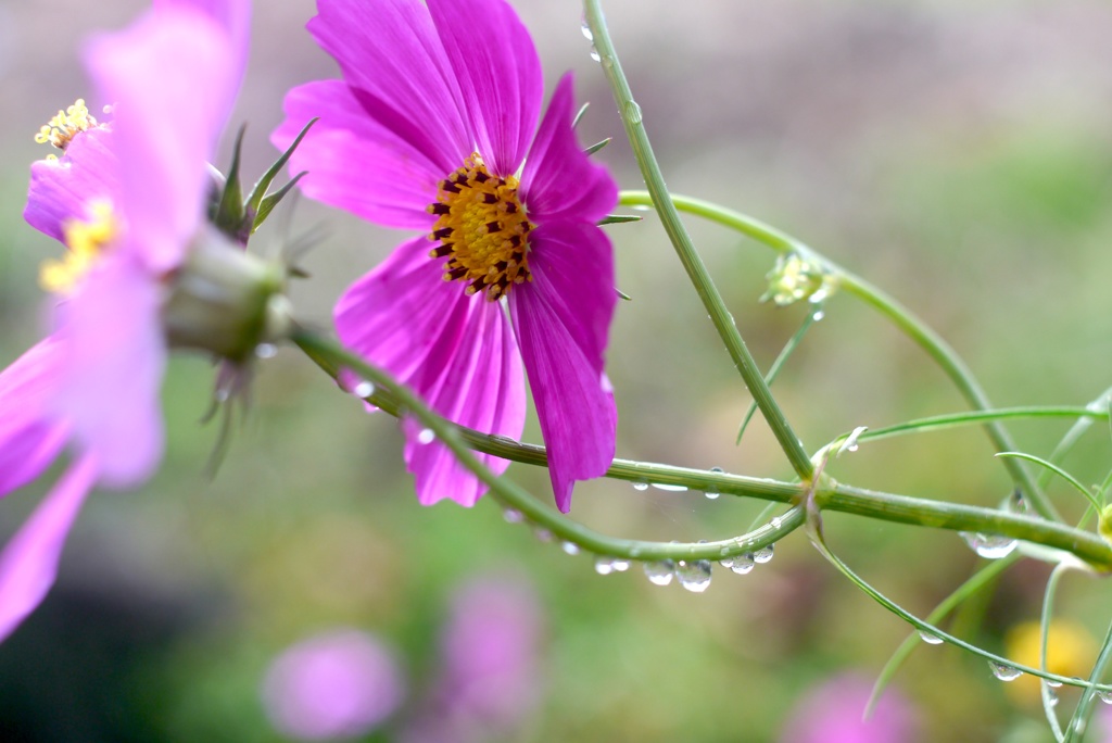 秋桜６：雨上がり１