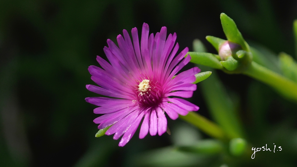 写真句： Shining flower