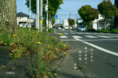 写真句：Cat's ear