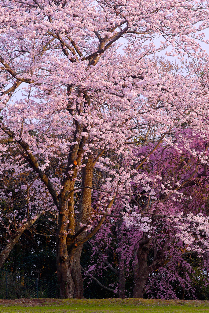 花舞台２：写真句
