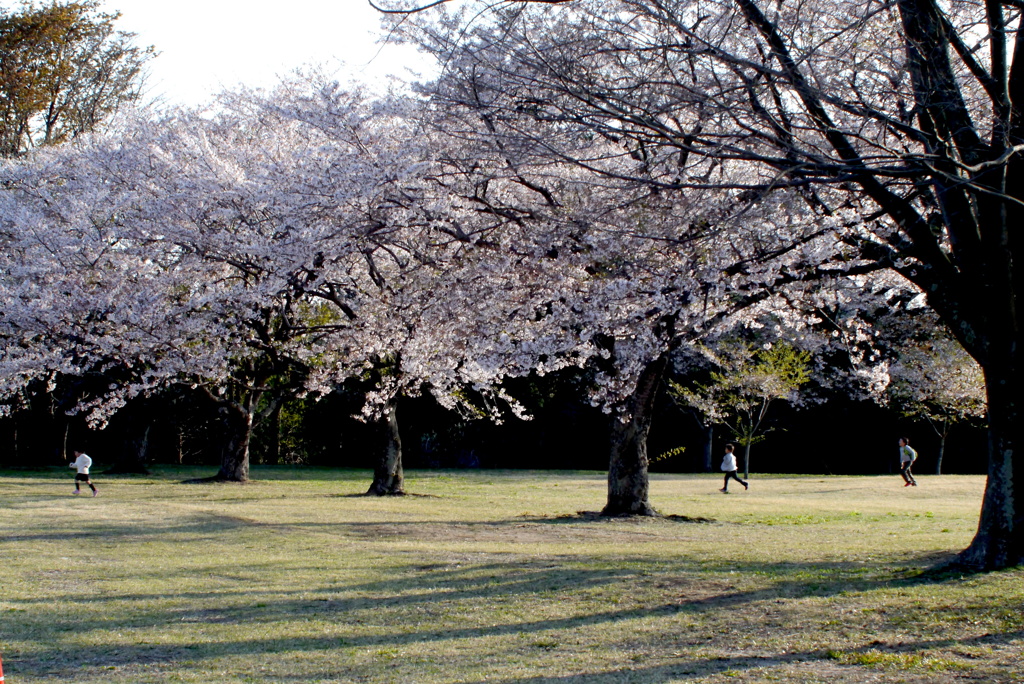 さくら公園２