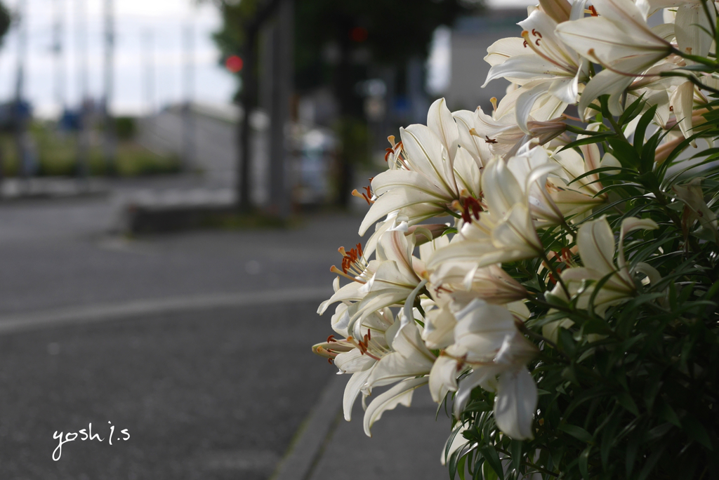 写真句：夕べの光：NTW 130
