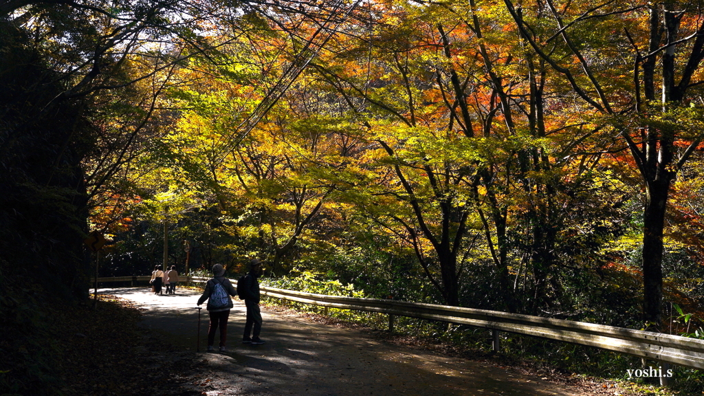 写真エッセイ：花貫渓谷紅葉狩り2023 その２