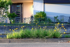 写真句：道路っぷちの大錦鶏菊 ２