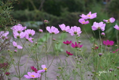 写真歌：花咲く乙女たち
