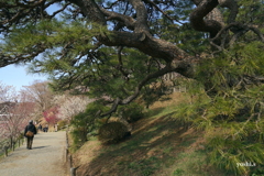 写真エッセイ：偕楽園散歩11：回遊歩道２