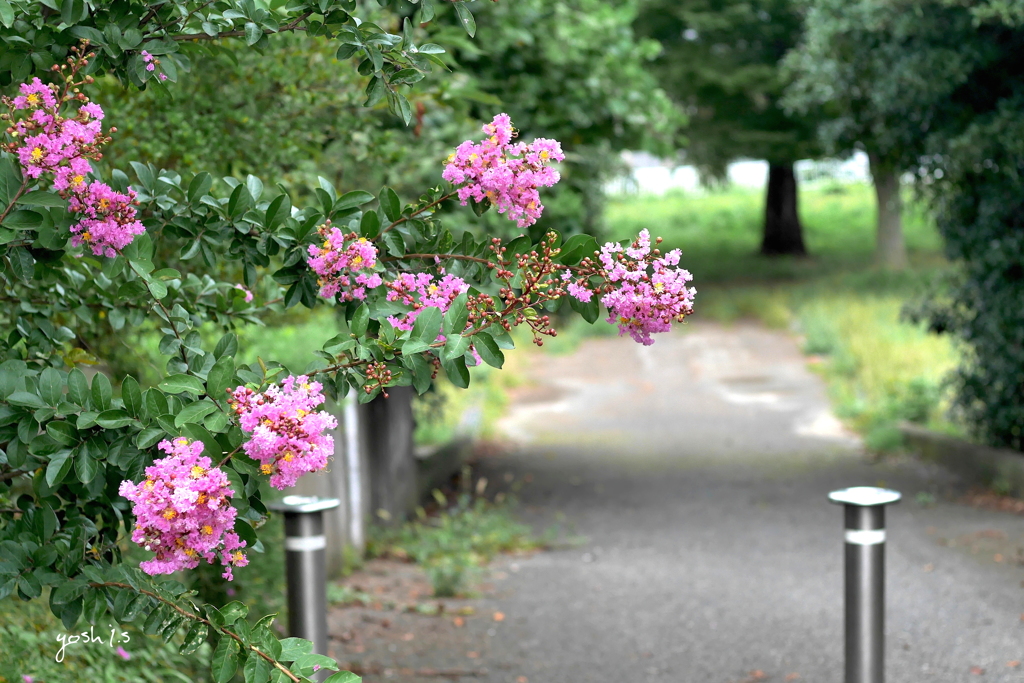 写真句：百日紅