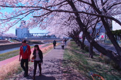 春のうららの桜川３