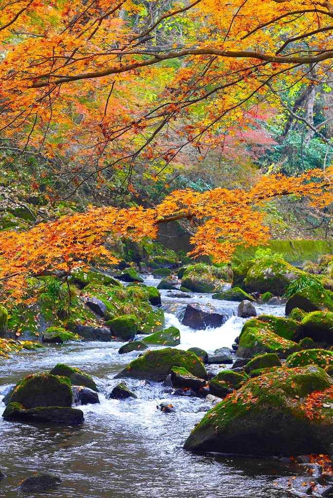 紅葉便り５：花貫の流れ３