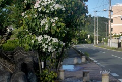 写真エッセイ：山法師の咲く道：NTW355