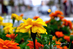 写真句：街に咲く花（NTW80）