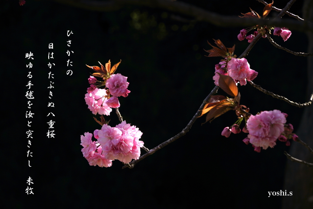 写真歌：八重桜２