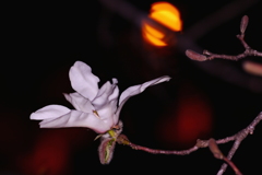 夜こぶし