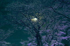 写真エッセイ：さくら宇宙公園さくら祭り９：Light up１