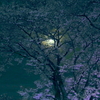 写真エッセイ：さくら宇宙公園さくら祭り９：Light up１
