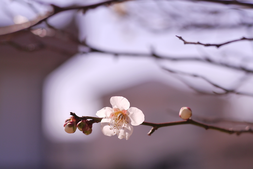 時の流れ：写真歌