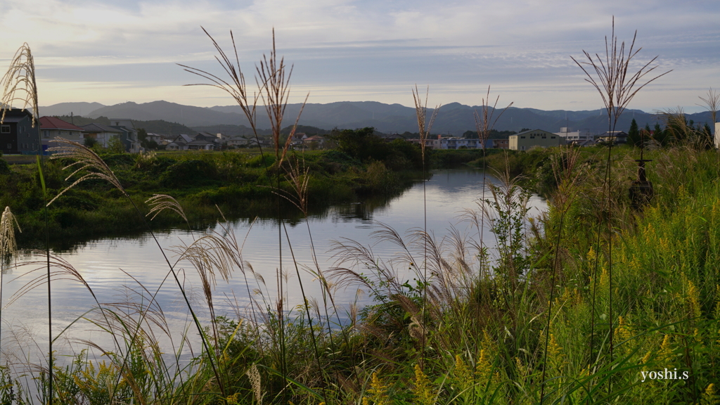 写真エッセイ：すすきと泡立草１：すすき優勢地