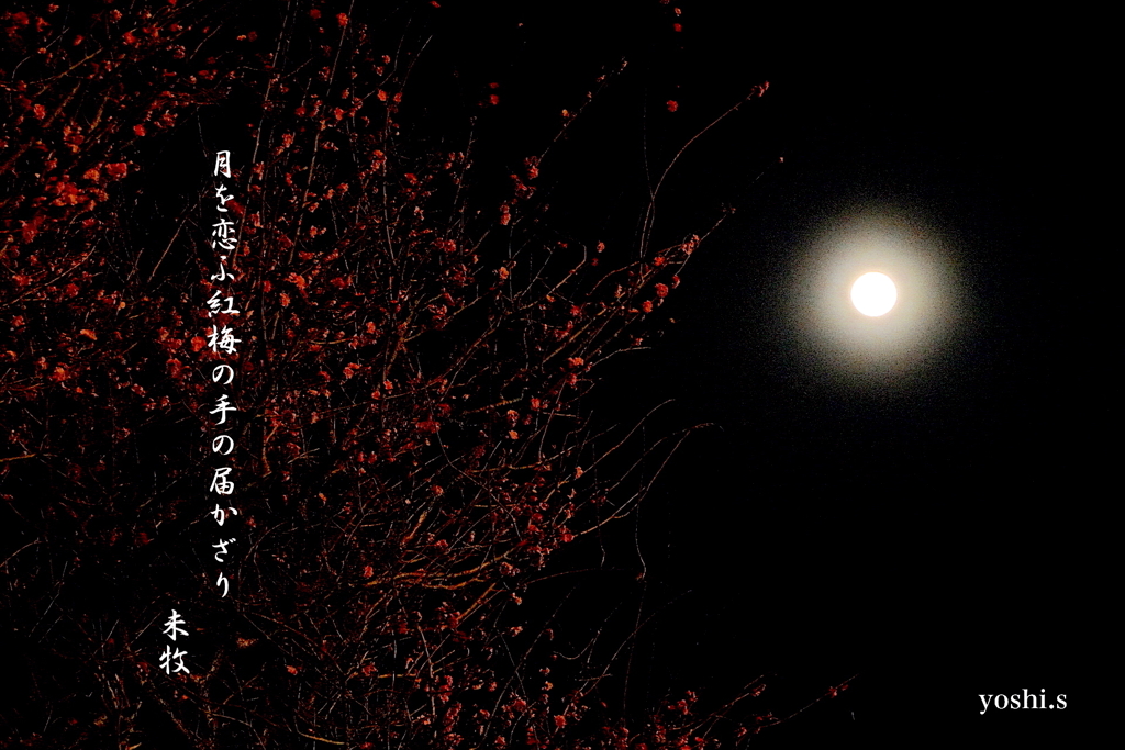写真句：月と紅梅
