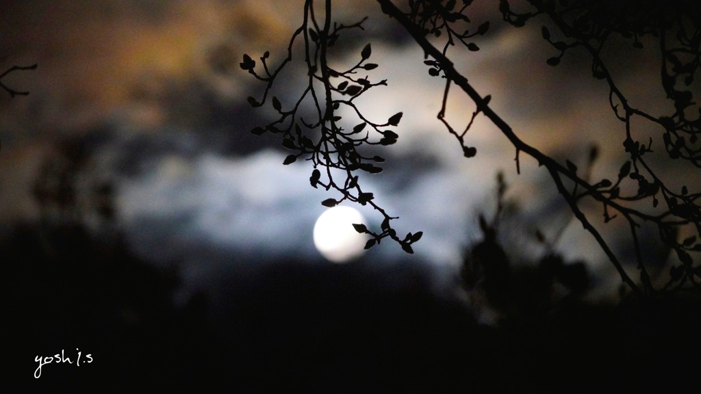 写真掌編：月の光を吸う蕾