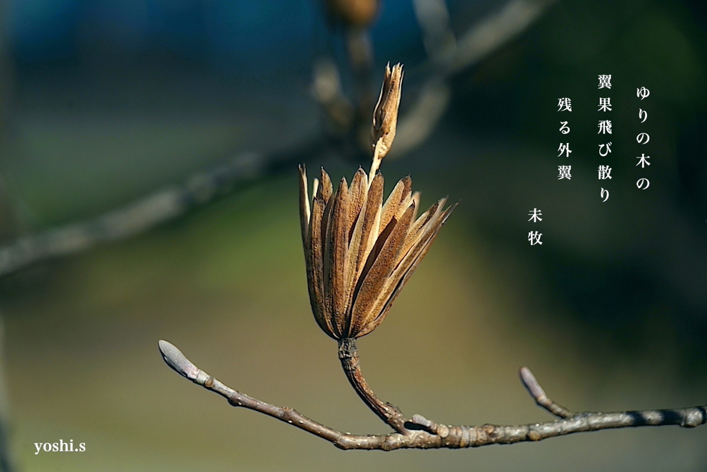 写真句：ゆりのきの集合果２