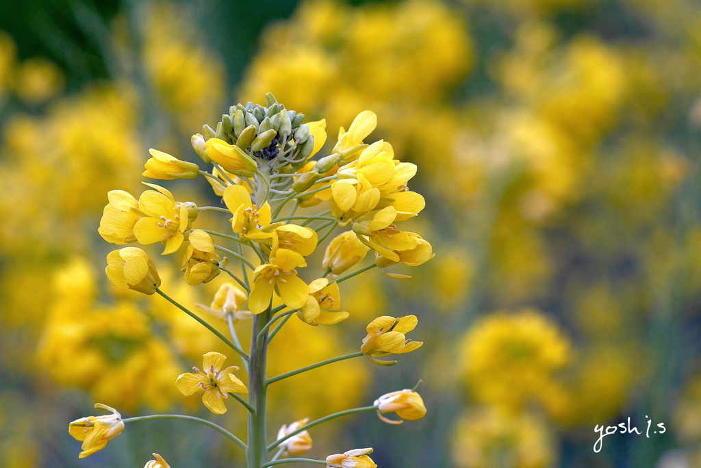 写真掌編：にほひをこせよ番外：Yellowの世界：写真句