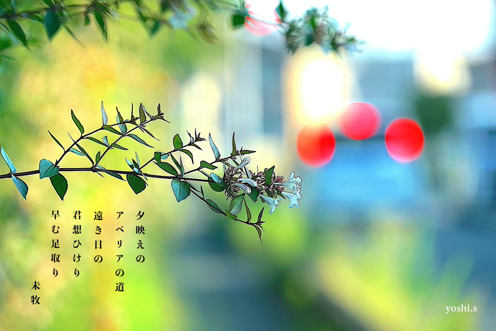 写真歌：夕映え