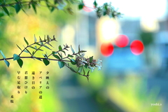 写真歌：夕映え