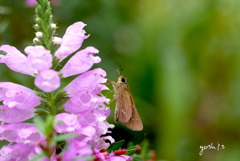 写真句：せせり on 花虎の尾