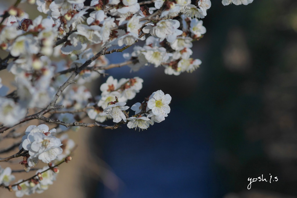 写真歌：ひな祭花