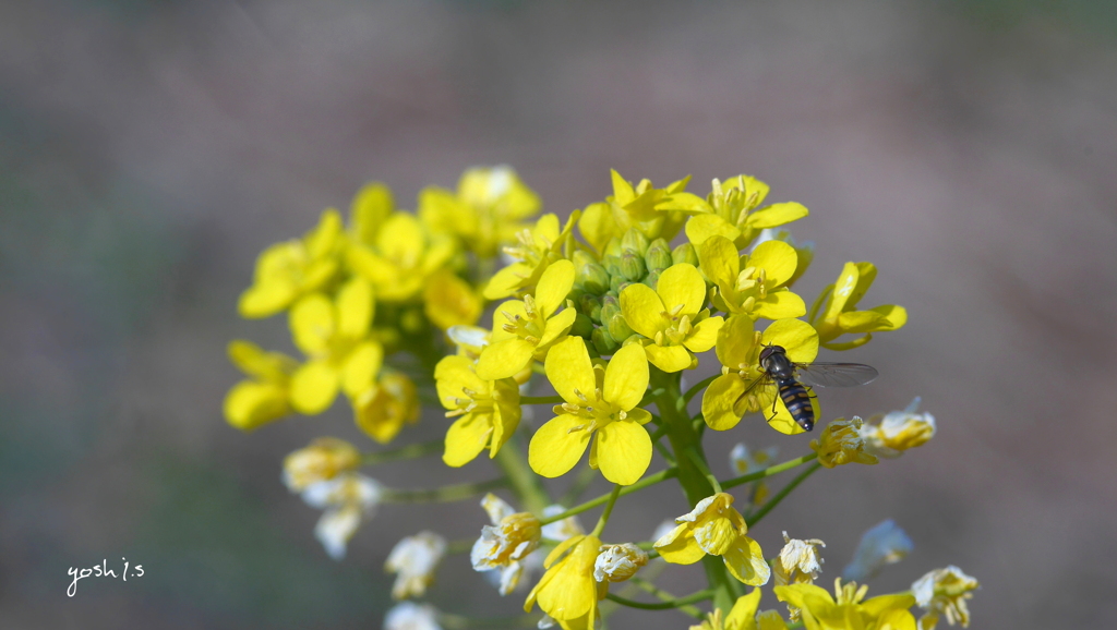 写真一行絵本：菜の花に花虻５