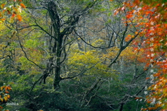 写真句：花貫渓谷紅葉狩り2025：花貫の秋彩