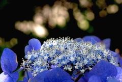 写真句： Full blooming !