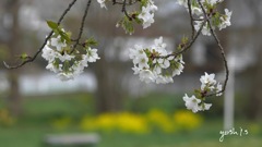 写真句：山桜